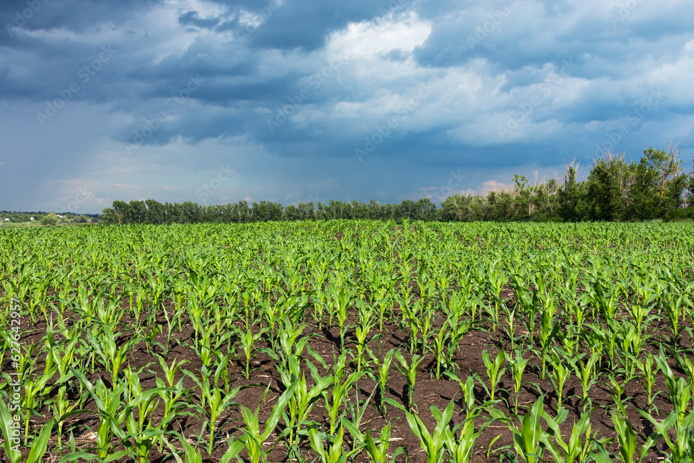 Farm field with young corn plants on a sunny summer day with storm clouds in the sky