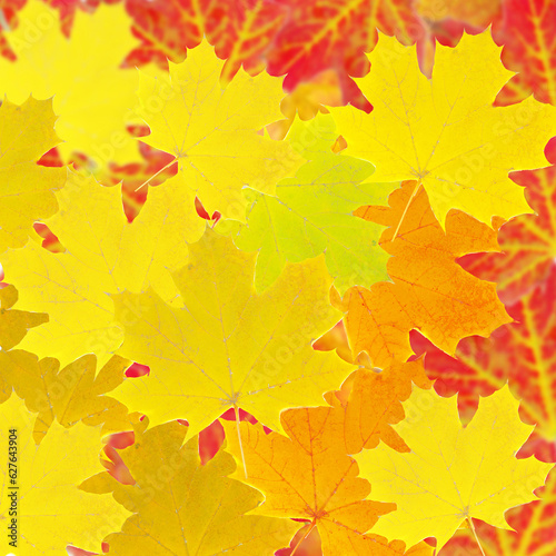 Yellow and red maple leaves filling the entire plane of the frame. Backgrounds and textures.