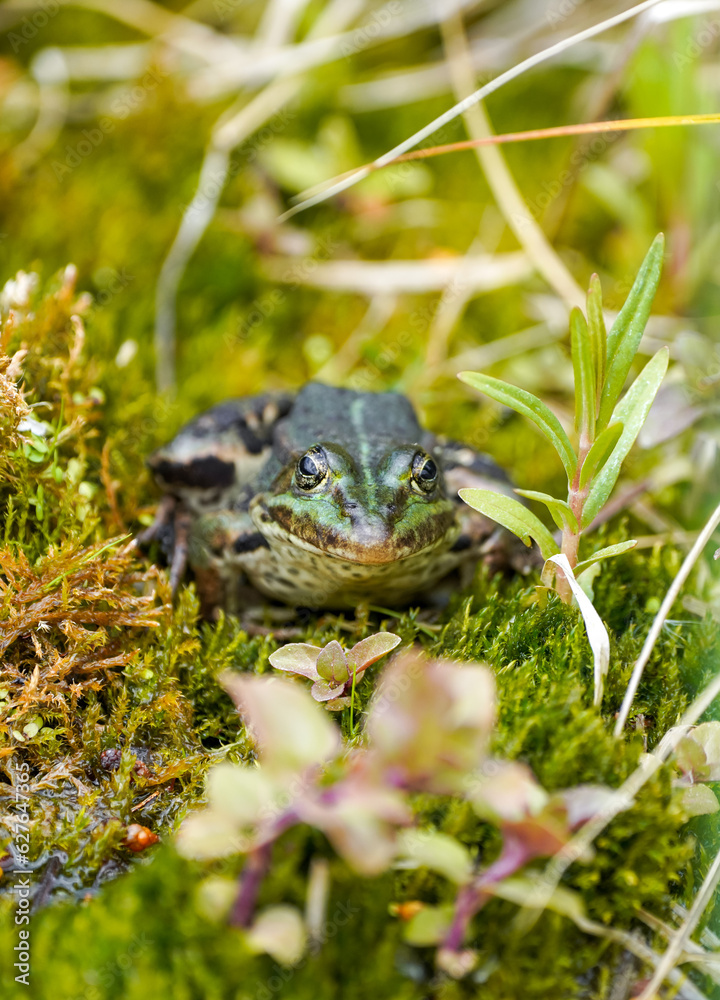 Green pond frog close-up. Amphibians in natural environment.
Green pond frog close-up. Amphibians in natural environment.