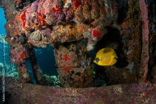 Masked Butterfly Fish (Chaetodon semilarvatus) in the Red Sea photo