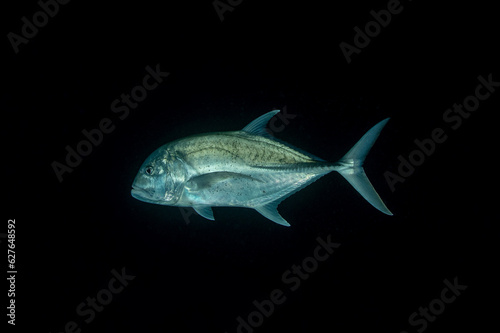 The bluefin trevally  Caranx melampygus   the bluefin jack