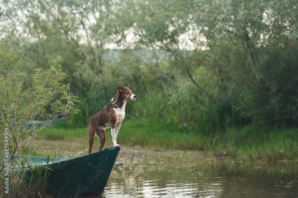 dog on the boat. Little pet adventure. tricolor mix breed in nature dog on the boat. Little pet adventure. tricolor mix breed in nature