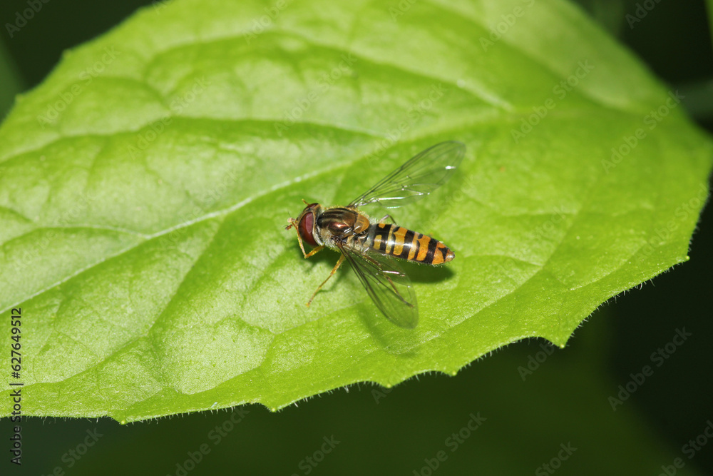 natural eupeodes flower fly photo natural eupeodes flower fly photo