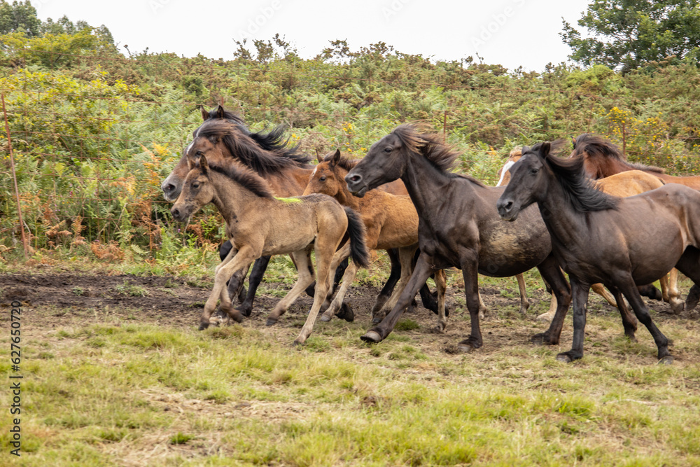 Obraz premium Raba das bestas sabucedo caballos salvajes galicia 2023
