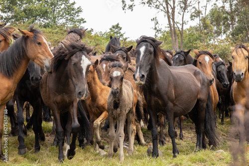 Raba das bestas sabucedo caballos salvajes galicia 2023 photo