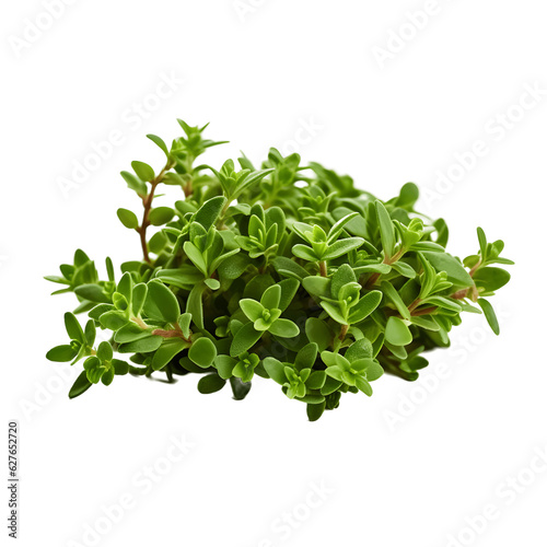 Thyme isolated on transparent background 