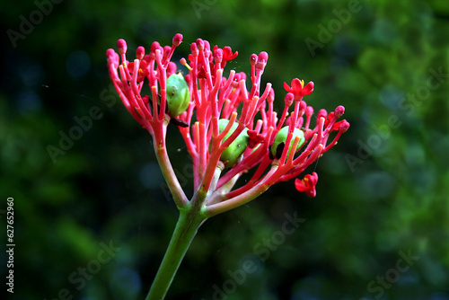 Jatropha podagrica (Buddha Belly plant) Bloom photo