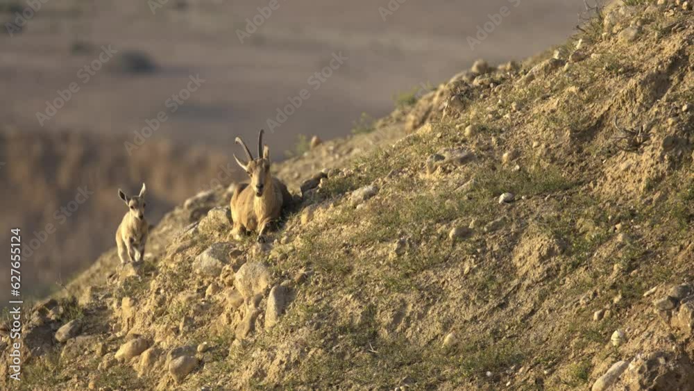 Nubian Ibex (Capra nubiana) female sitting with kid on a cliff in the background Nubian Ibex (Capra nubiana) female sitting with kid on a cliff in the background