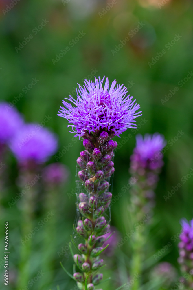 Blossom purple liatris flower on a green background on a sunny summer day macro photography. Blazing star flower with fluffy violet petals close-up photo in summertime. Blossom purple liatris flower on a green background on a sunny summer day macro photography. Blazing star flower with fluffy violet petals close-up photo in summertime.