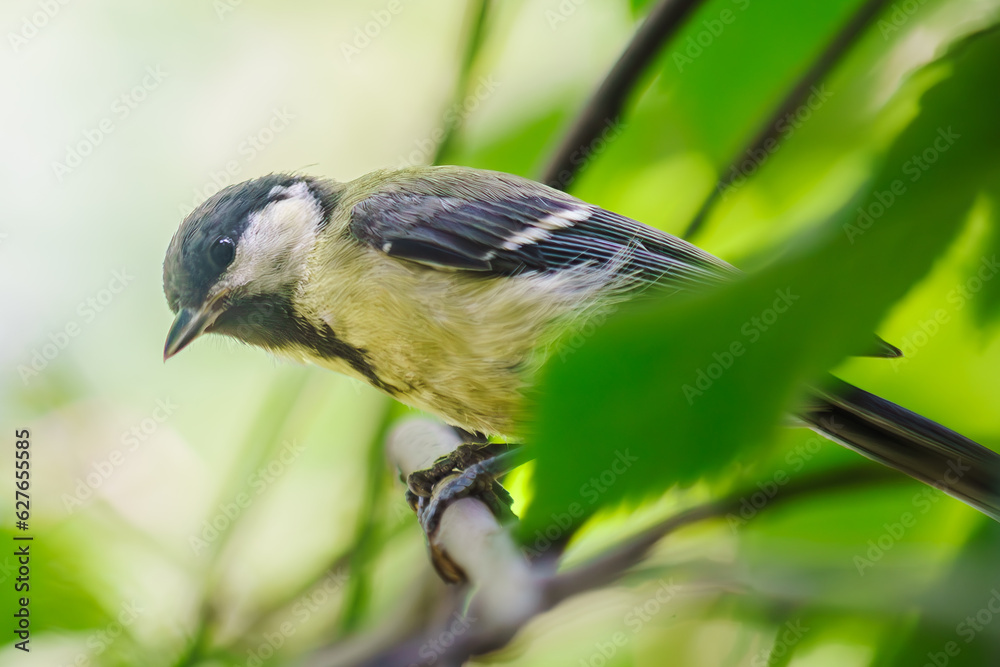 Fototapeta premium Little tit flew in to pose