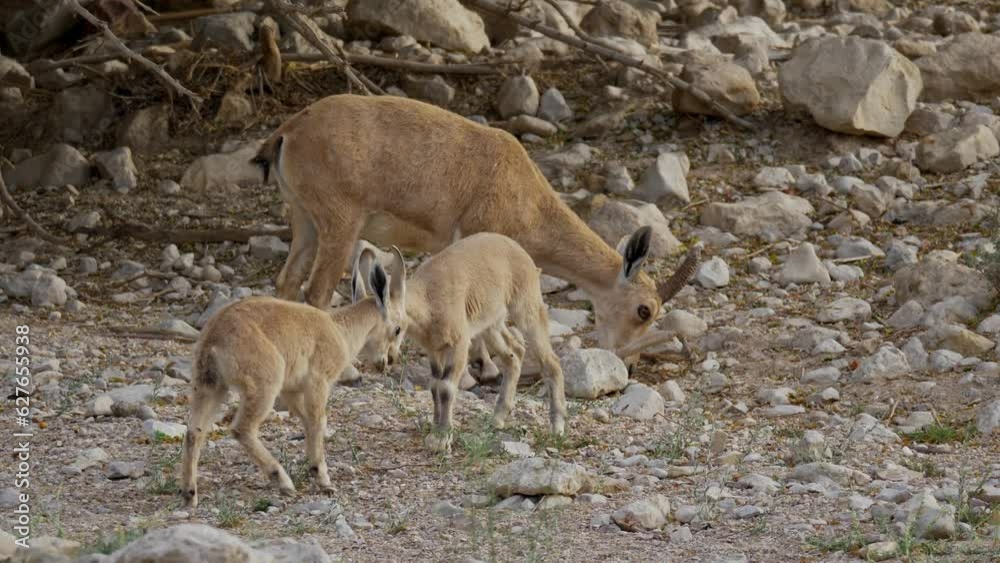 Nubian Ibex (Capra nubiana) female with kids the kids have a clashing game Nubian Ibex (Capra nubiana) female with kids the kids have a clashing game