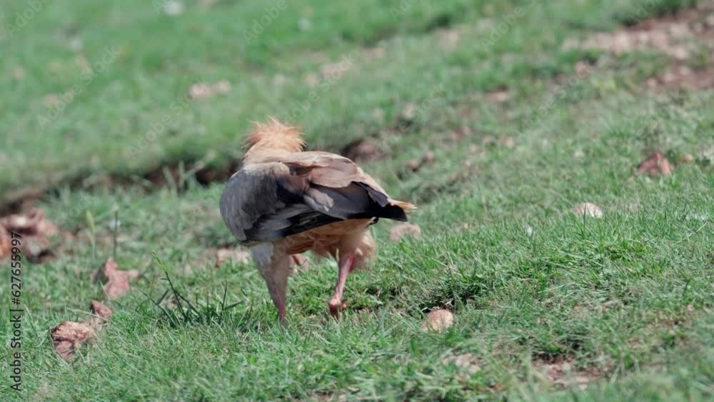 Egyptian vultures walking and eating a carcass on the ground in Spain Egyptian vultures walking and eating a carcass on the ground in Spain