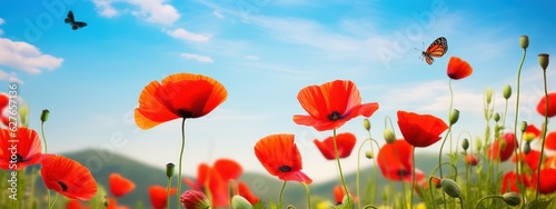 Beautiful red poppy flowers and Monarch butterfly in spring summer in nature outdoors on sunny day against blue sky  close-up  wide format. Blooming poppies in wild.
