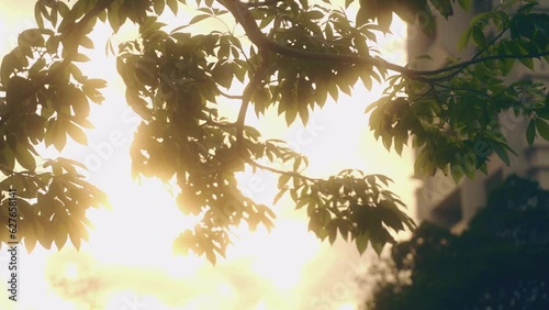 風に揺られ夕日に照らされるグリーン