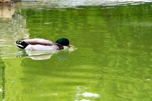 Mallard duck swimming in the city park pond with green water while looking for food.