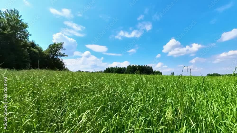grüne Wiese mit Schäfchenwolken am blauen Himmel bei leichtem Wind, 4K