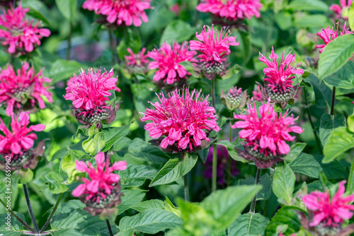 Monarda didyma, the crimson beebalm, scarlet beebalm, scarlet monarda, Eau-de-Cologne plant, Oswego tea, or bergamot. This cultivar is the Monarda didyma “Purple Lace”. photo