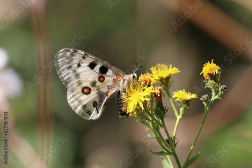  Apollo (Parnassius apollo)