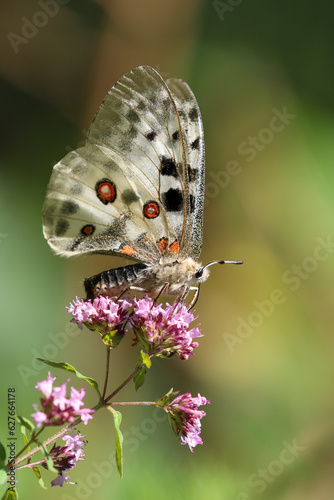  Apollo (Parnassius apollo)