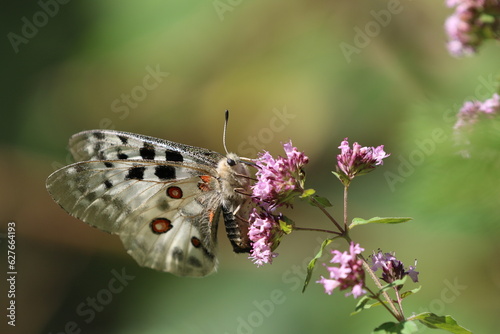  Apollo (Parnassius apollo)