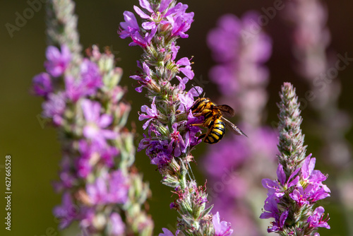 A leaf cutter bee collect pollen from purple loosestrife wild flower. Anthidium septemspinosum. © Bill Stefanis