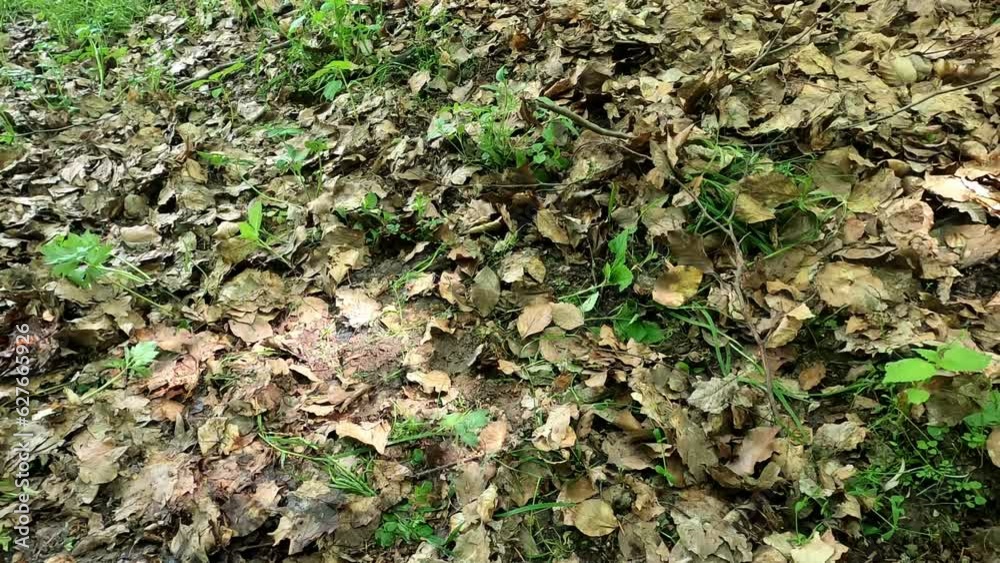 deciduous forest with forest edge and lush green and sunshine through the leaves deciduous forest with forest edge and lush green and sunshine through the leaves