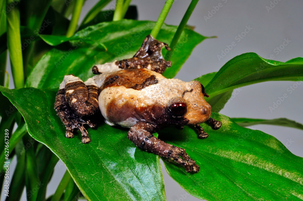 Fototapeta premium Pied warty frog // Flechtenmoosfrosch (Theloderma asperum)