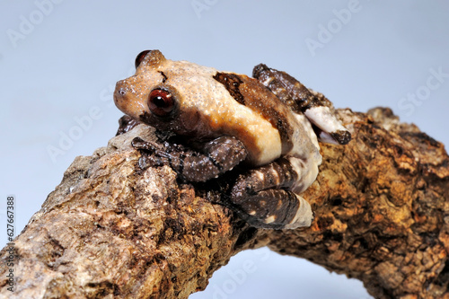 Pied warty frog // Flechtenmoosfrosch (Theloderma asperum)