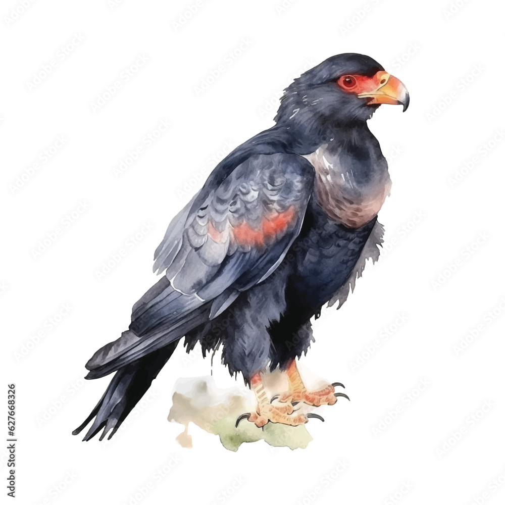 Fototapeta premium Bateleur Eagle watercolor paint