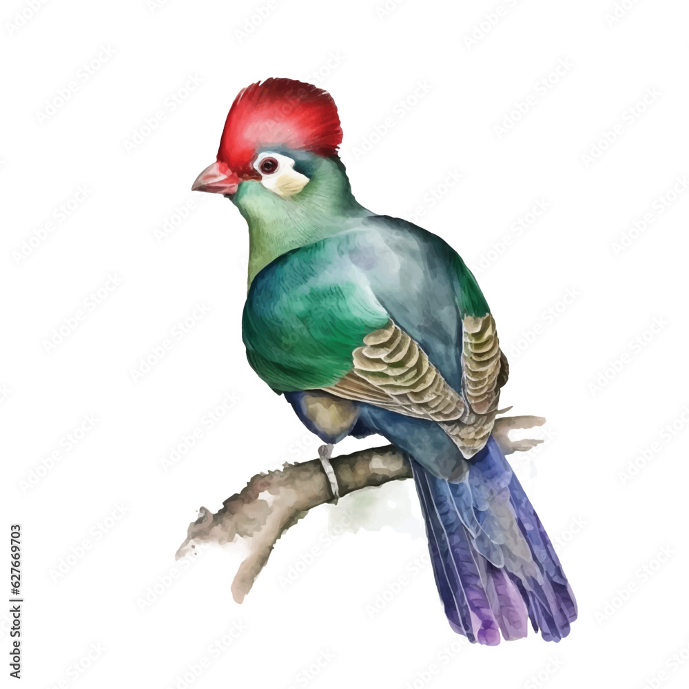 Red-crested Turaco watercolor paint 