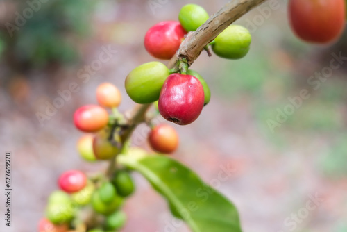 Arabian Coffee, coffee plant.  Berries are edible with a pulpy grape-like texture, but it is the seeds (coffee beans) that are sought after. 