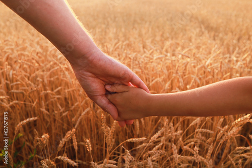 hands of child daughter and father in wheat field