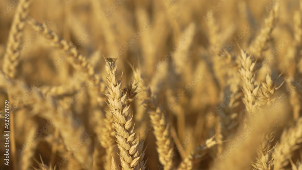 Growing ripe wheat in agricultural field at summer day close up. Golden crop ears swaying from gentle wind. Work in agronomic farm for making business and production organic eco bio food Growing ripe wheat in agricultural field at summer day close up. Golden crop ears swaying from gentle wind. Work in agronomic farm for making business and production organic eco bio food