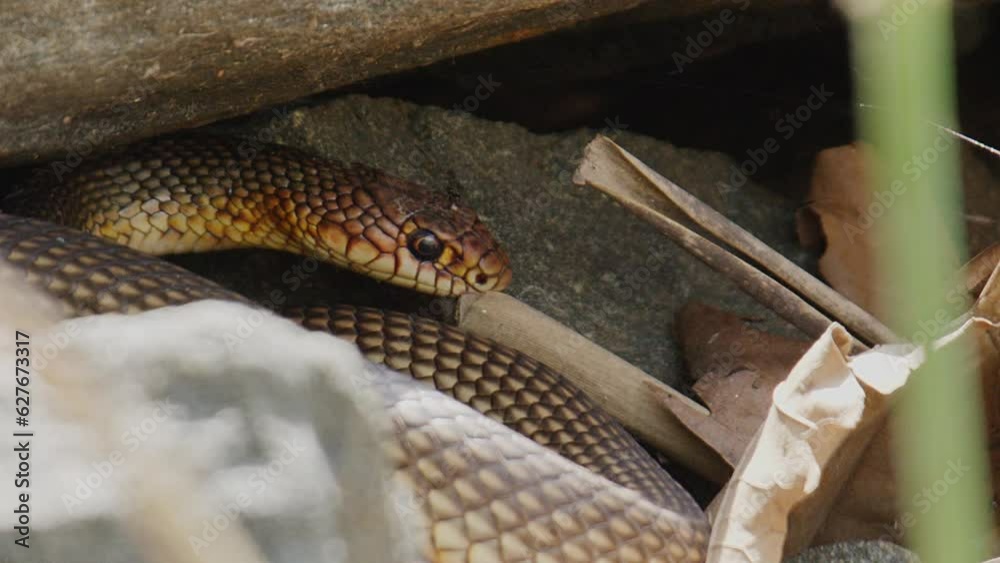 Rest Motionless A Caspian whipsnake (Dolichophis caspius) the largest snake in Europe ...