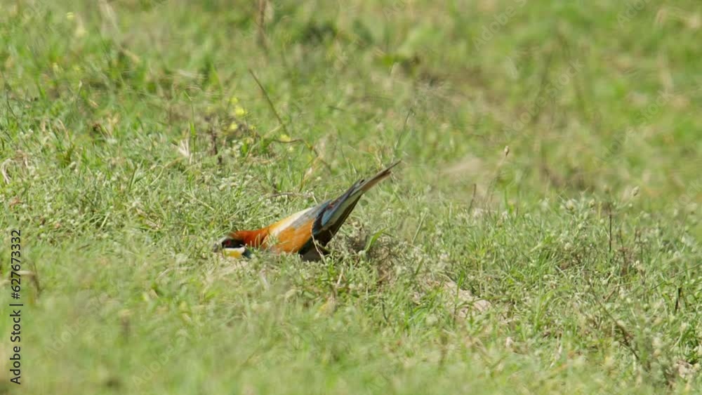 Bee-eater flies in to it's burrow nest on the side of a hill and begins excavating throwing sand out Bee-eater flies in to it's burrow nest on the side of a hill and begins excavating throwing sand out