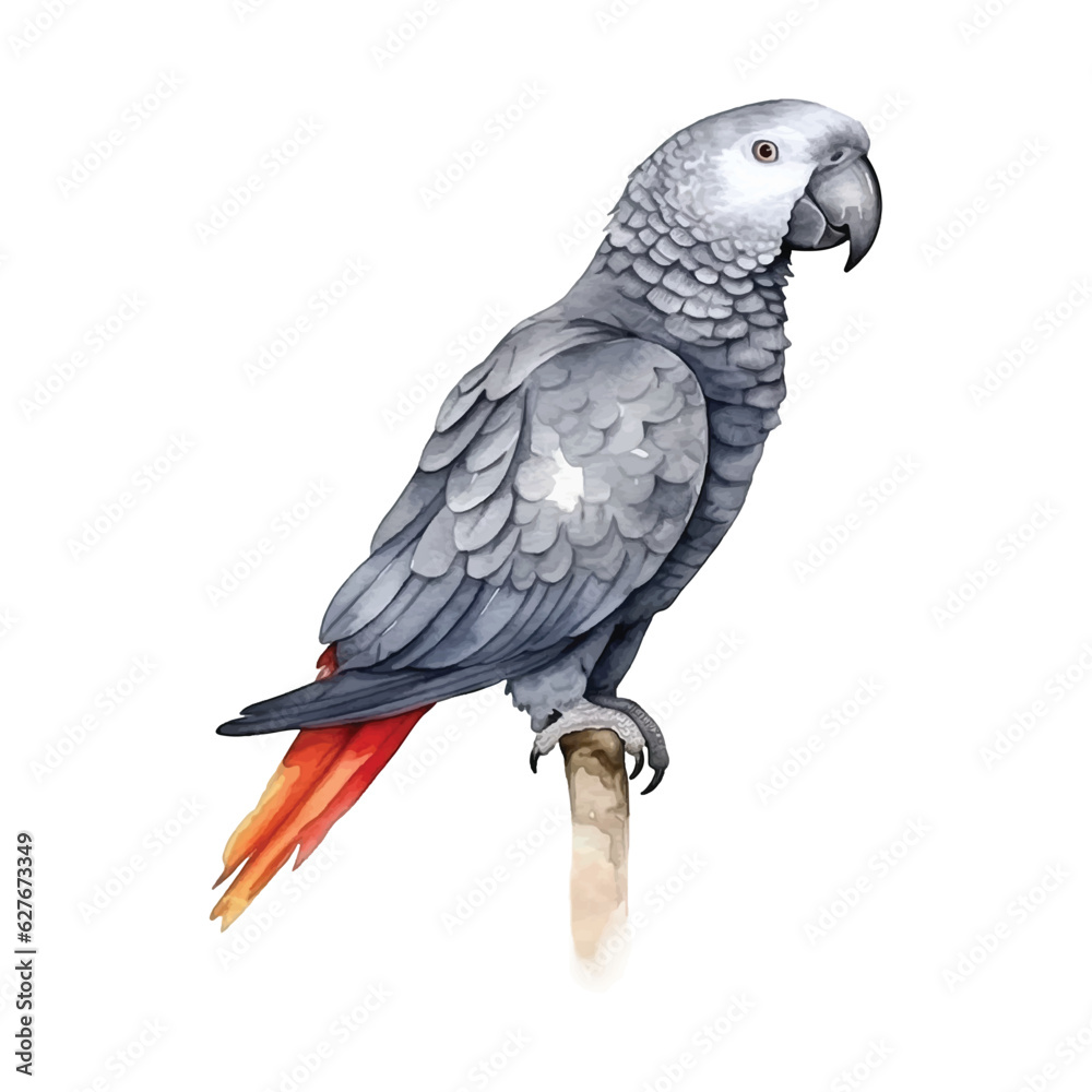Naklejka premium African Grey Parrot watercolor paint.