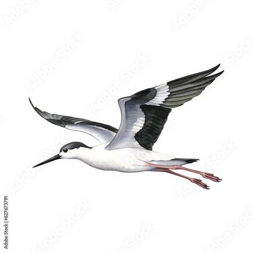  Black-necked Stilt watercolor paint 