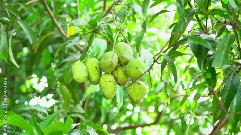 Indulge in the tropical delight of our mango-focused video, where the succulent sweetness and vibrant hues of this beloved fruit take center stage Indulge in the tropical delight of our mango-focused video, where the succulent sweetness and vibrant hues of this beloved fruit take center stage