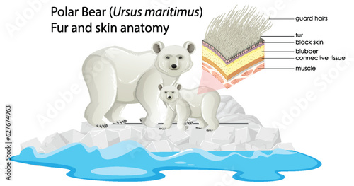 Polar bear fur and skin anatomy