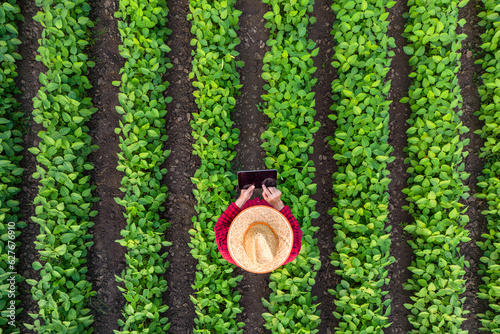 Top view of modern farmer standing in soybean field with remote controller and flying agricultural drone, monitoring crops.