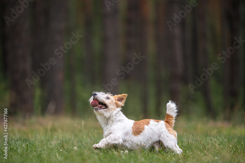 Dog breed Jack Russell Terrier with a jumping black rubber ring. Pet and his toy on the background of the forest