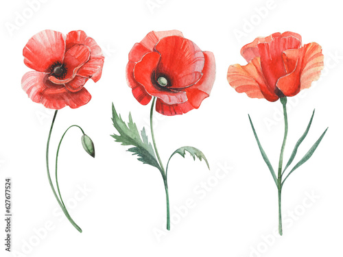 Watercolor bright set of red poppies. Realistic summer flowers isolated on white. Botanical illustration.