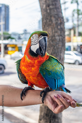 A colorful parrot presents on the arm of a woman 