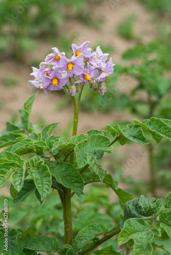 Flowering potatoes, purple potato flowers in the garden