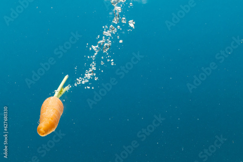 Close up of carrot falling into water with copy space on blue background