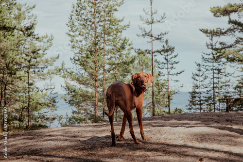 Beautiful red hunting vizsla dog stands in forest on a sunny day
