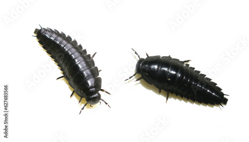 Larva of American carrion beetle Necrophila americana isolated on white background