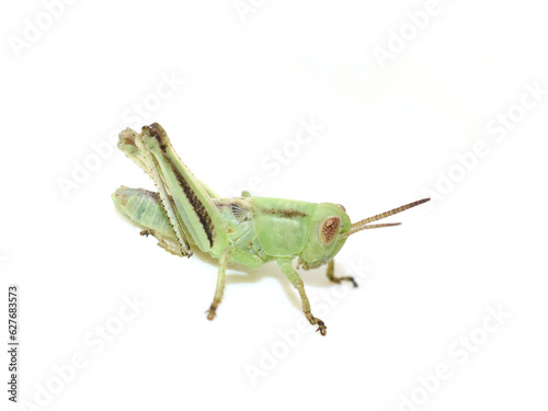 Fototapete Nymph of Melanoplus bivittatus, the two-striped grasshopper isolated on white ba