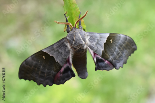 The nocturnal modest sphinx moth hanging from a leaf photo