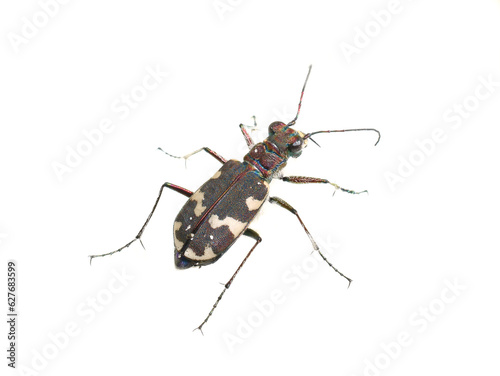 The endangered Dune Tiger Beetle Cicindela maritima isolated on white background